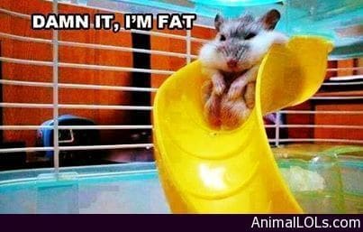 Dammit-Im-fat